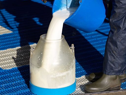 Dairy Farmers Quickly Spoil MTG’s ‘Weird’ Raw Milk Tweet