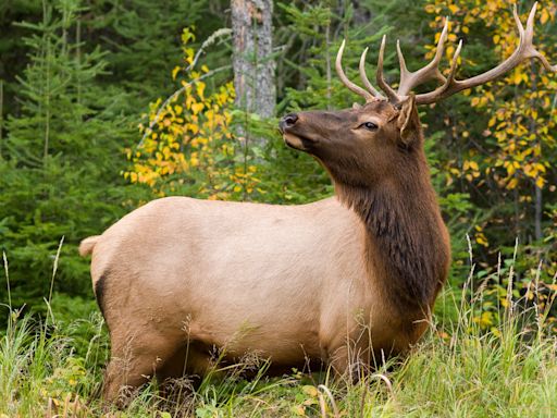 Curious Colorado elk surprises kids by joining them for a game of soccer