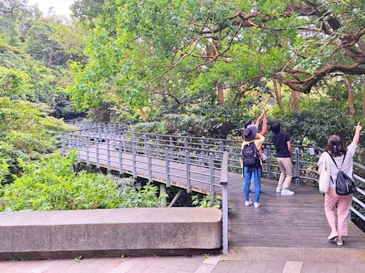 觀音觀鷹 悠遊觀音山森林步道深呼吸