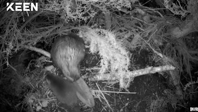 Cairngorms beaver kits first to be born in wild at national park for 400 years