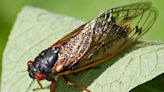 When and for how long will 17-year cicadas be around in Wisconsin in summer 2024?