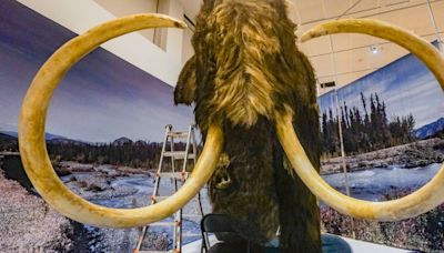 This Common Spring Sickness Could Be Part Of The Reason Why We Don’t Have Mammoths