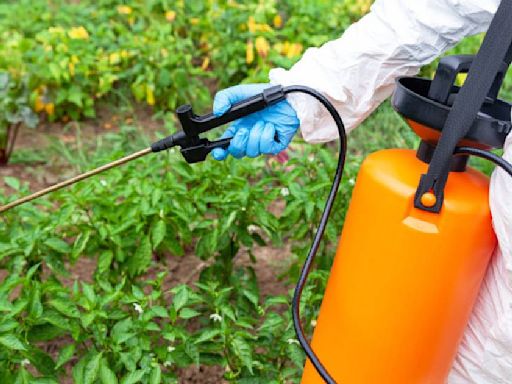 Va Claudia Sheinbaum contra glifosato y más agroquímicos que vetan otros países