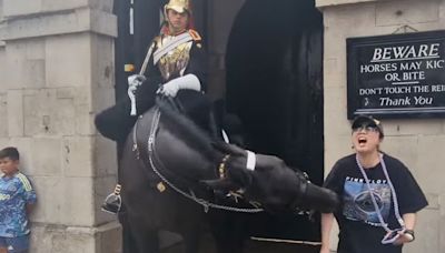 King's Guard horse bites tourist who got too close as woman faints in horror