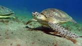 Investigan hallazgo de tortuga muerta en playa de Vega Baja