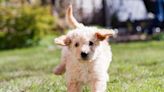 Labradoodle Puppies: Cute Pictures and Facts