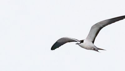 Hurricane Helene brings more than rain to Indiana with rare birds spotted at Lake Monroe