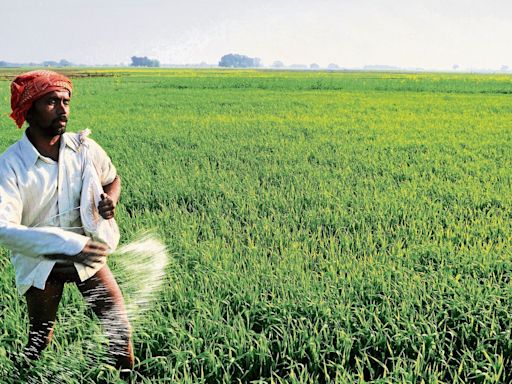 Google launches AI-based agricultural information tool for India to provide insights on drought preparedness, irrigation | Mint