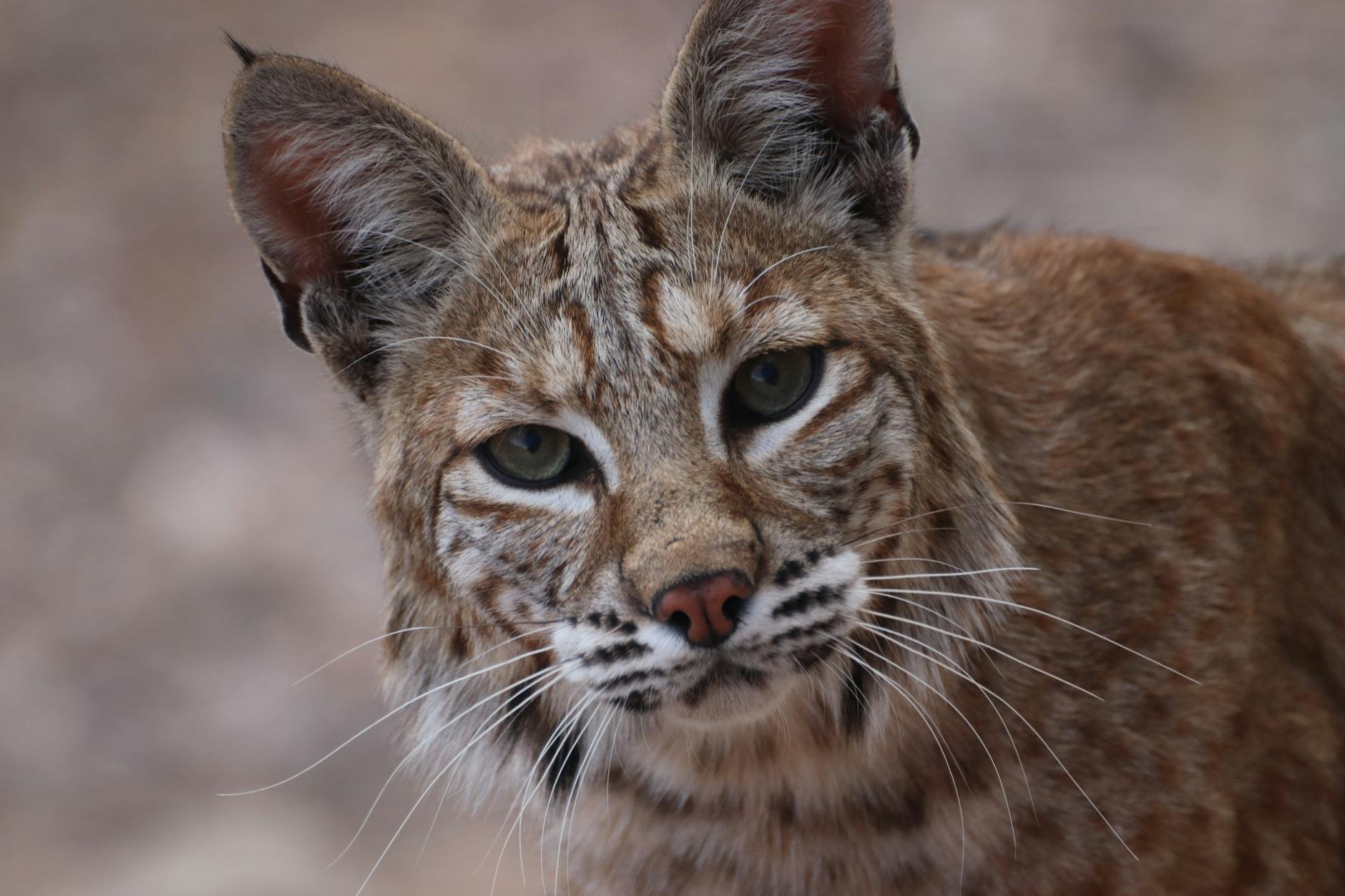 Video: FWC releases bobcat after rehab stint at Naples Zoo