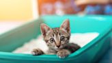 Where Should You Put Your Cat's Litter Box? The Best (and Worst) Spots