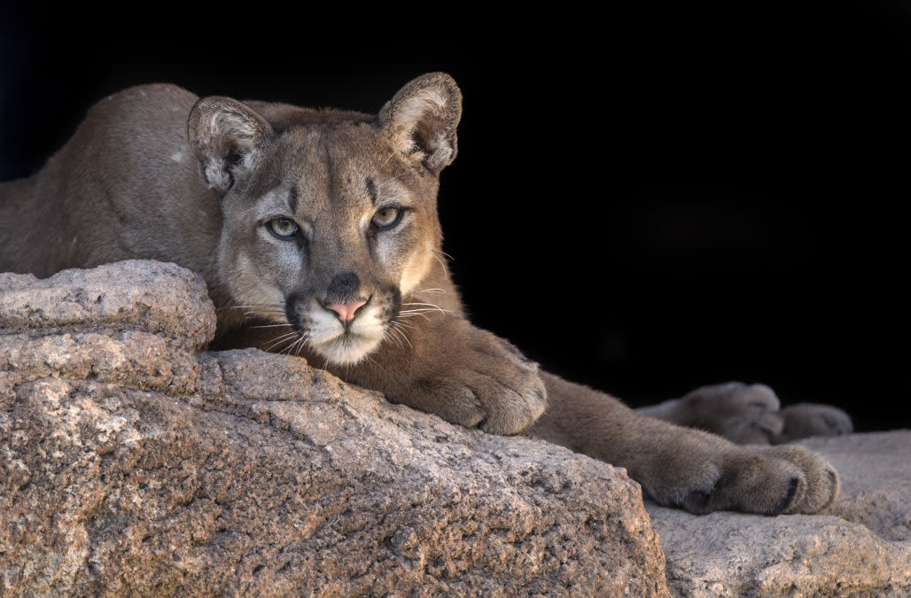 Boy, 8, fights off mountain lion with stick: 'I tried to get it in the eye'