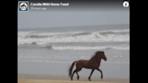 ‘Unforgiving’: Wild stallion dies after brutal fight on North Carolina’s Outer Banks
