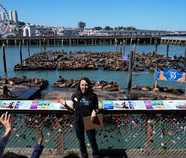 2,000 sea lions have made their home in San Francisco