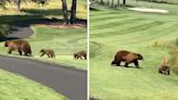 Insólito paseo: video capta a familia de osos en pleno torneo de golf