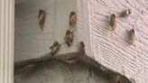 Residents gear up for ‘Cicada-Apocalypse’ in Missouri and Illinois