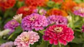 Love Zinnias? This TikTok Video Shows You How to Turn One Plant Into Dozens