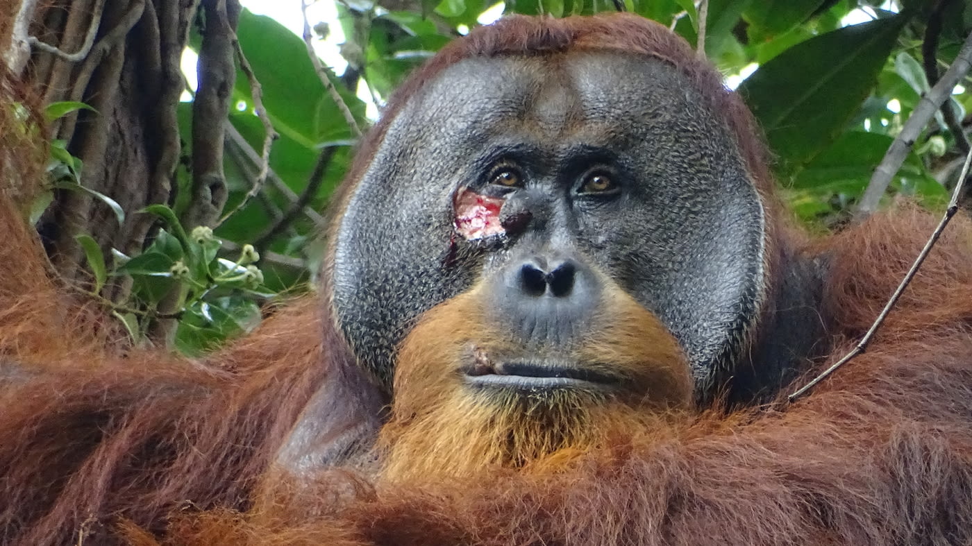 Orangutan in the wild applied medicinal plant to heal its own injury, biologists say