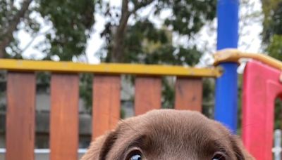 拉不拉多換頭路 海關緝毒犬將轉訓成檢疫犬