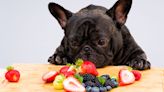 Can Dogs Eat Blueberries? And Other Foods You Might Be Wondering About Feeding Your Pup
