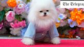Pet gala 2024: Can you guess who these trendsetting dogs are dressed as?