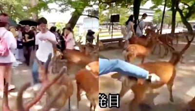 網傳陸客「追打奈良鹿」影片 日本網民怒吼：快逮捕他！