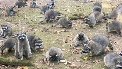 Woman forced to flee after around 100 raccoons besiege home demanding food in US state of Washington