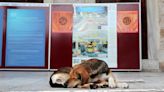 El Gobierno de Turquía quiere regular la población de perros callejeros