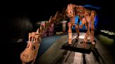 El Patagotitan, el dinosaurio “argentino” más grande del mundo, llegó a Londres