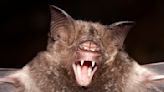 Same species, different sizes: Rare evolution in action spotted in island bats