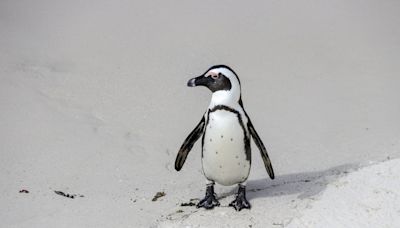 'Miracle' Japan penguin found two weeks after escape