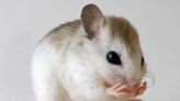 Regeneran vías neuronales en ratones