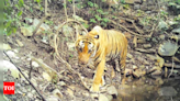 Two big cats that migrated from Kurnool make Nellore reserve forests their home | Amaravati News - Times of India