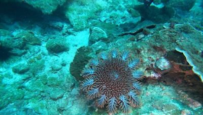 棘冠海星再現七美海域！恐危珊瑚生態 後續待觀察