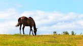 Argentina abrió mercado chileno para la exportación de equinos