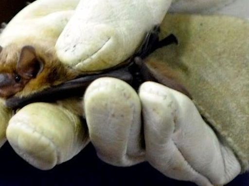 Rabid bat found in Washtenaw County, health officials say