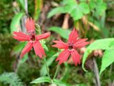 Silene virginica