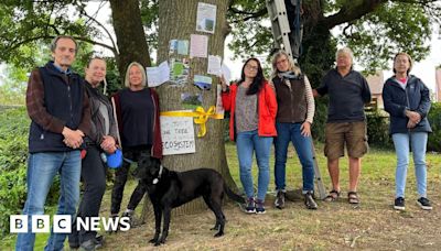 Cowfold: Residents' anger over plans to cut down oak tree