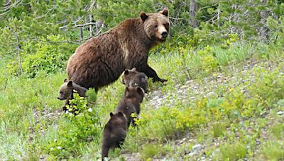 Hiker mauled by grizzly in Grand Teton National Park played dead, officials say; bear won't be pursued