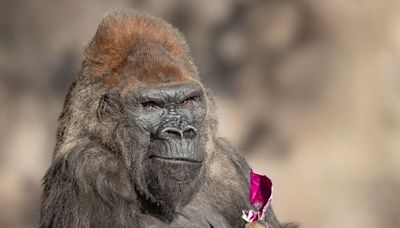 Winston, iconic gorilla among the oldest in the world, dies at San Diego Zoo Safari Park