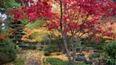 8 maple trees with the best fall color that will fill your yard with vibrant reds and yellows during this season