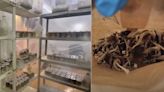 “Nadie en Chile está autorizado para consumirlo”: descubren laboratorio de peligroso hongo en Peñalolén