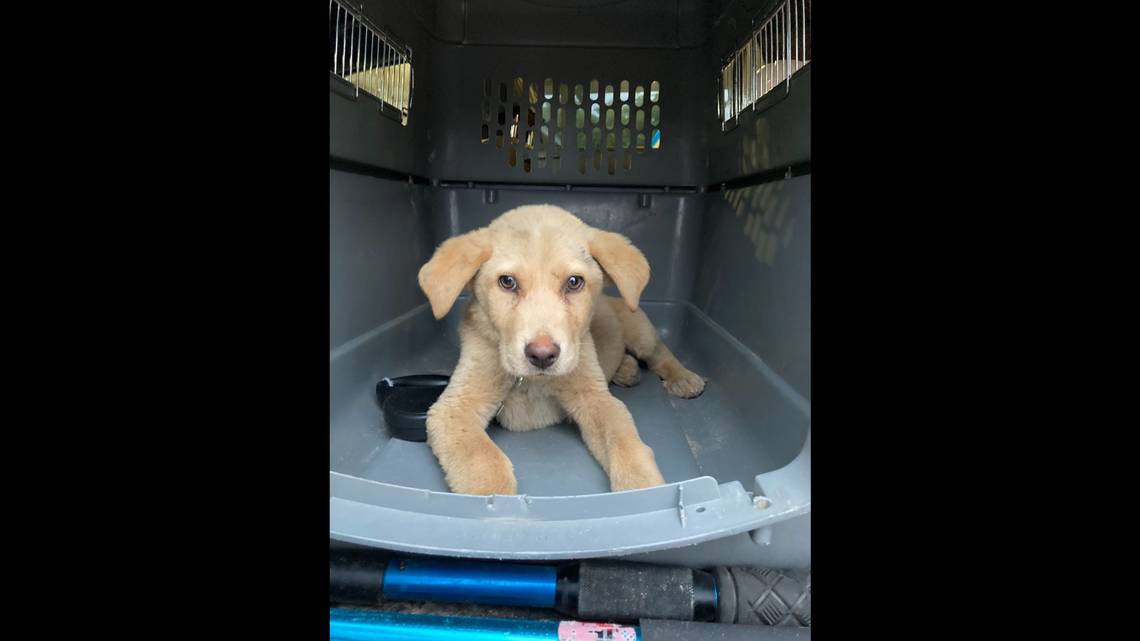 Taco truck employee buys abused 3-month-old pup from man to save it, Texas cops say