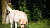 Dog Accidentally Ate Meth on Trail Walk