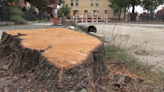 Tree removal sparks confusion in Italian Village