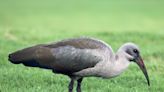 Hadeda ibises' 'sixth sense' works best in wet soil: New research is a wake-up call for survival of wading birds