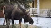 State Trooper Explains Why People Should Never Try to Feed Wild Animals