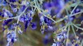 Smoke trees are in bloom in the desert. Learn about the hardy, unusual specimen