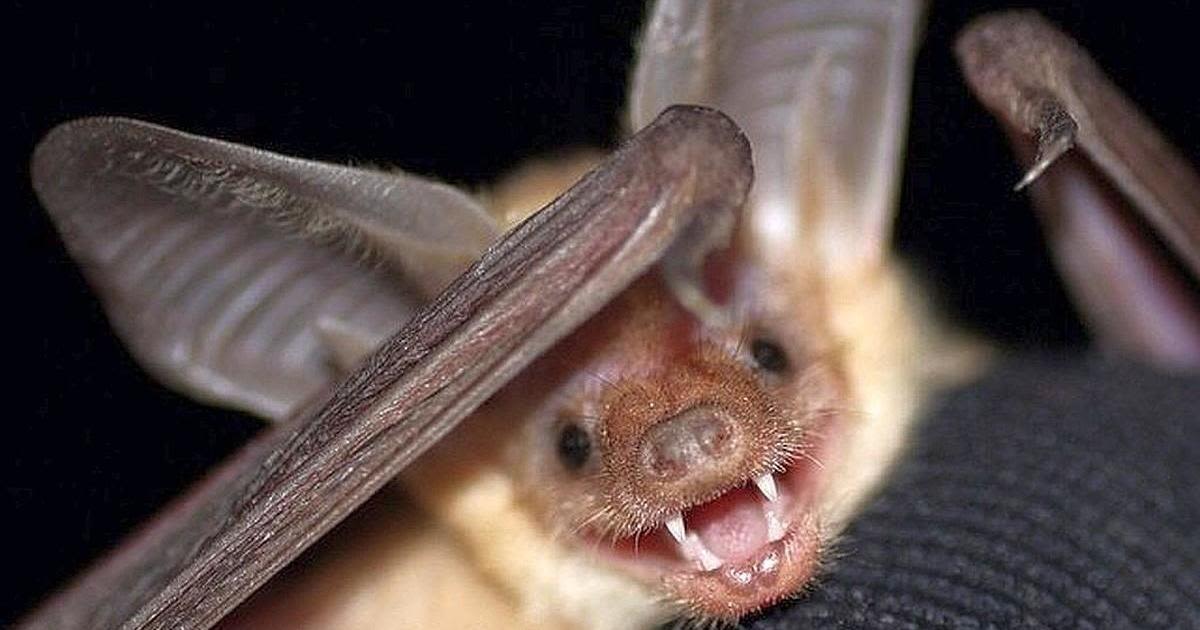 Research scientists track valuable bats to help protect them as climate warms