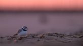 Piping plover Imani returns to Montrose Beach