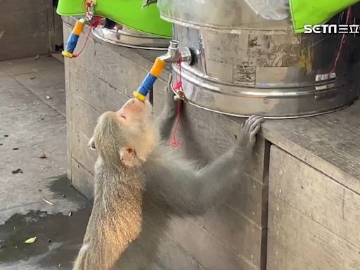 獨家／好熱！猴群「狂吸」奉茶站水管討水喝 學登山客「打開水龍頭」